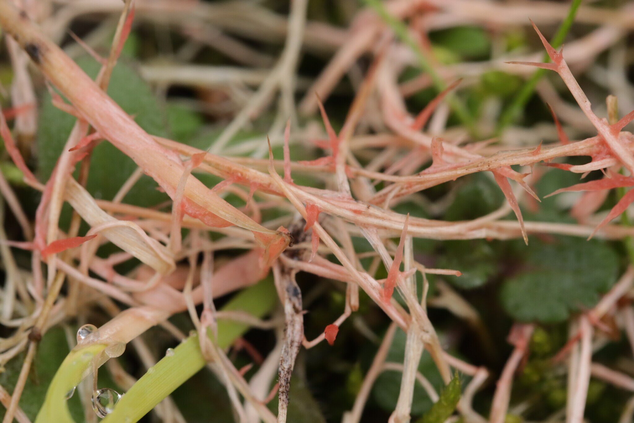 Close-up of pink red thread strands on grass blades