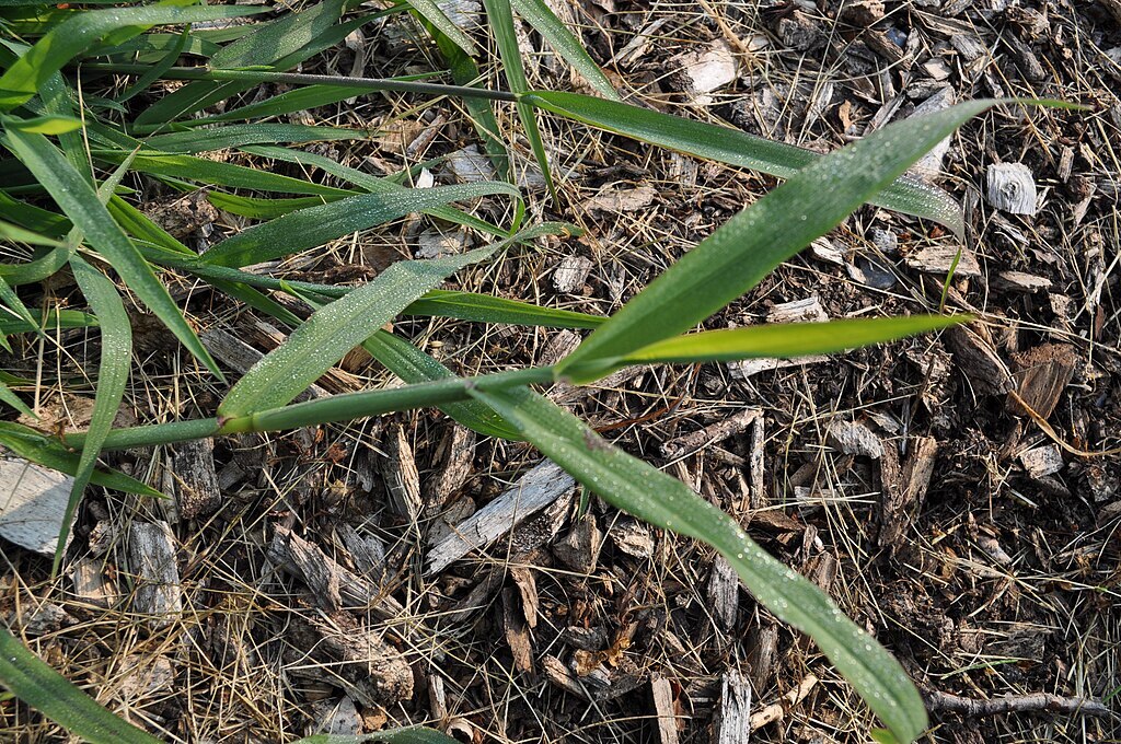 Smooth crabgrass spreading over mulch