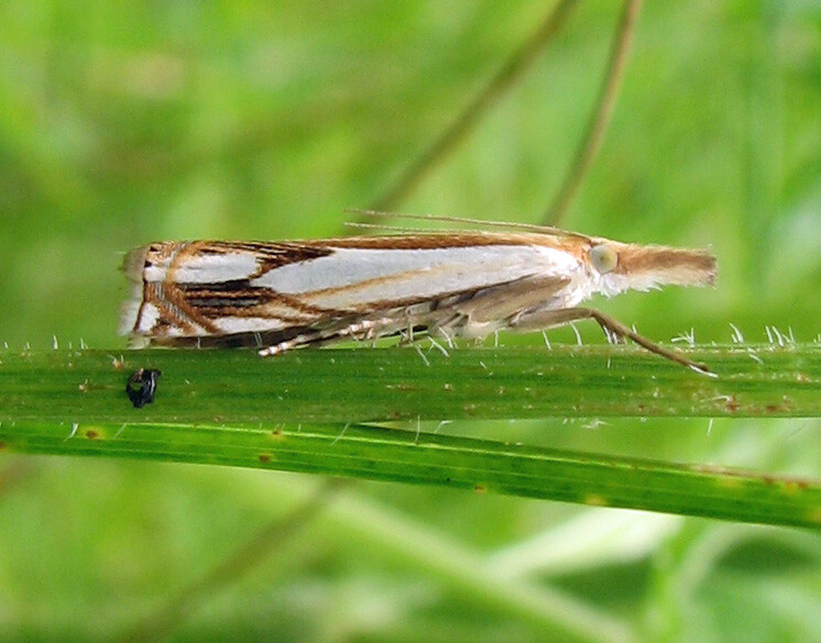 Sod webworm moth resting on a grass stem