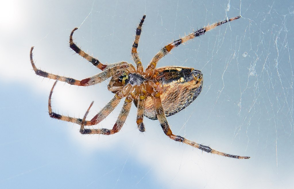 Orb-weaver spider in its web against the sky