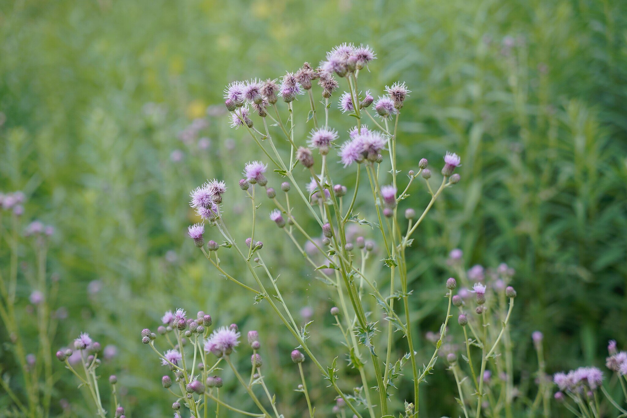 Purple-flowered thistle weeds growing in tall grass