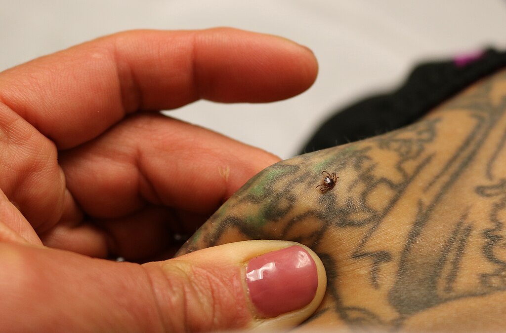 Small tick attached to the back of a person's hand