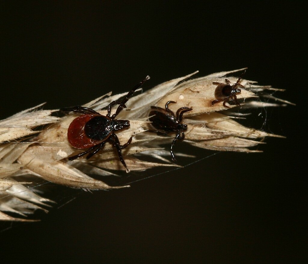 Ticks clinging to a dry grass seed head