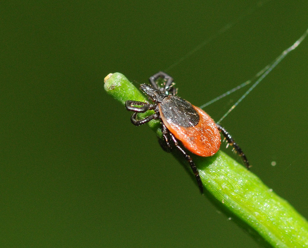 Tick with a red-orange body waiting on a green grass stem
