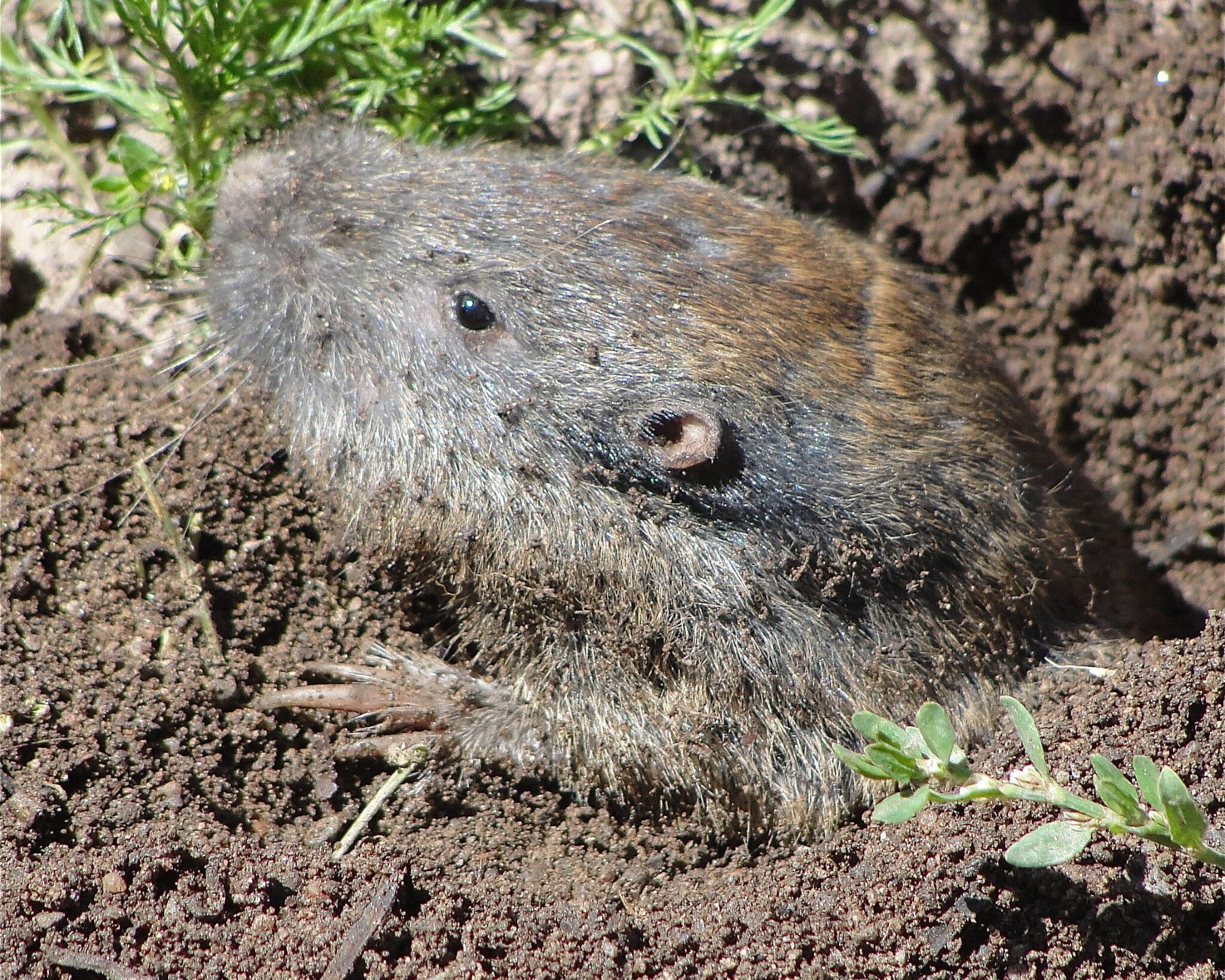Vole emerging from a burrow hole in bare soil