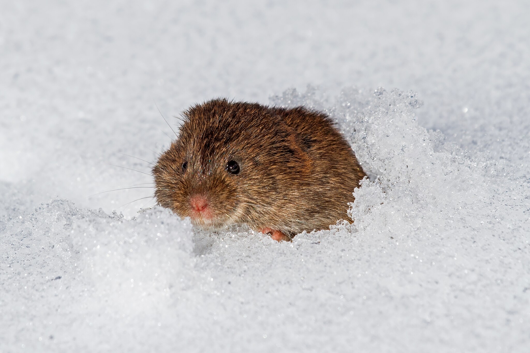 Vole poking its head out of the snow