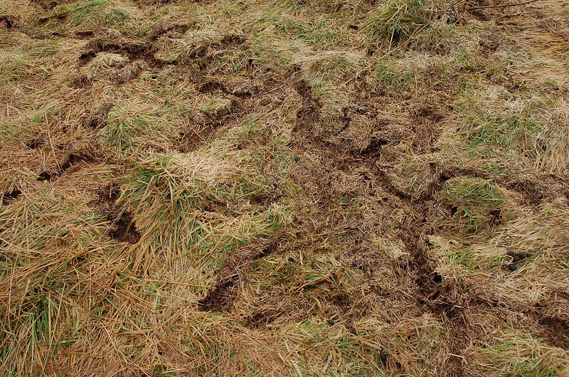 Winding vole runways cut through a dormant lawn