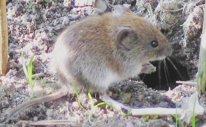 Vole sitting beside its burrow entrance