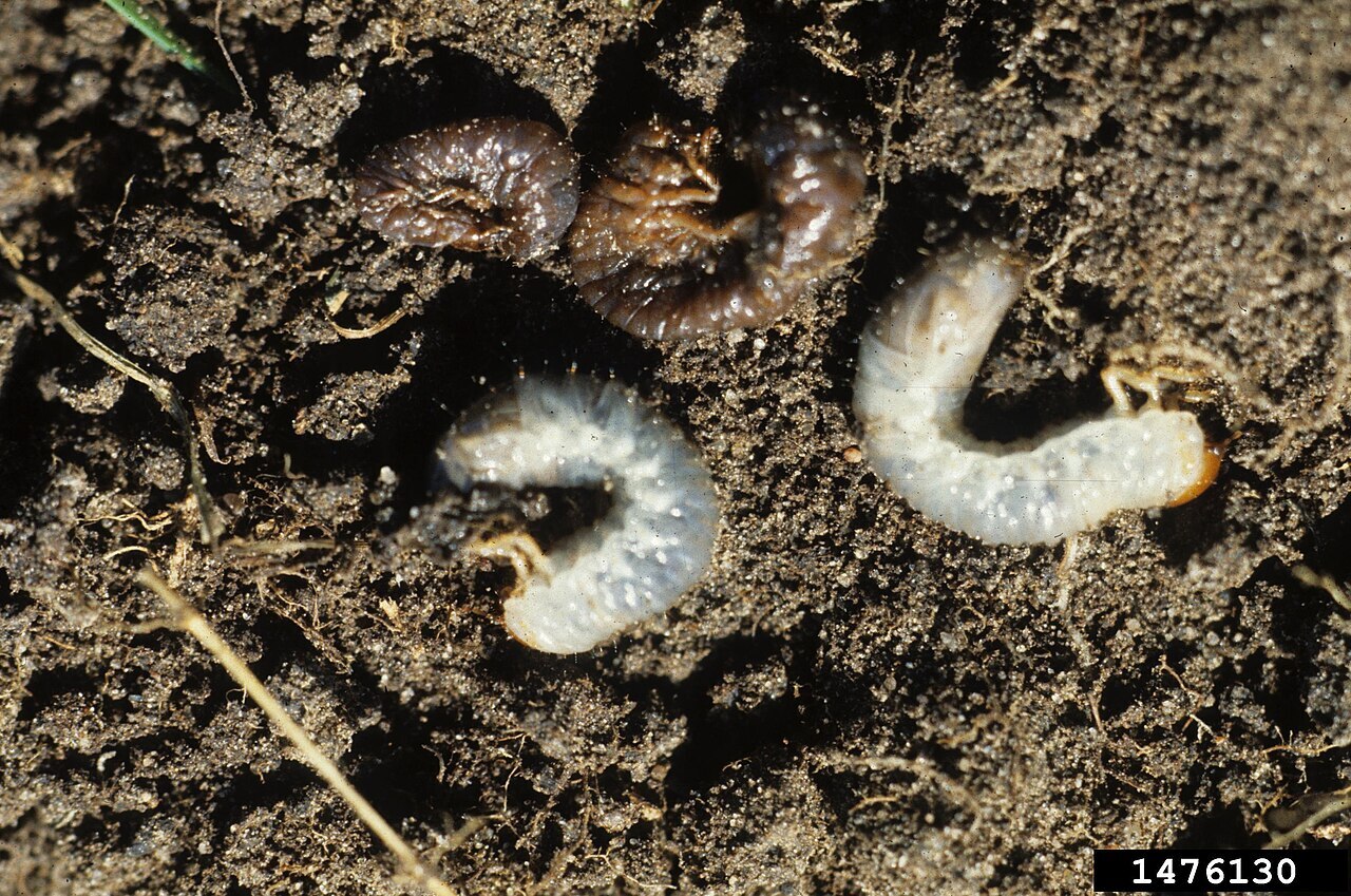 White grubs curled in dark soil