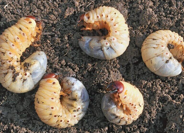 Several C-shaped white grubs with brown heads on bare soil