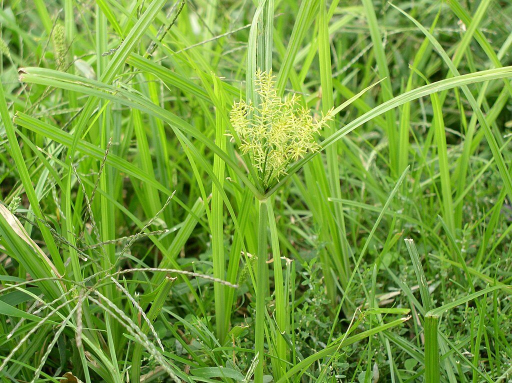 Yellow nutsedge with its spiky seed head rising above the grass