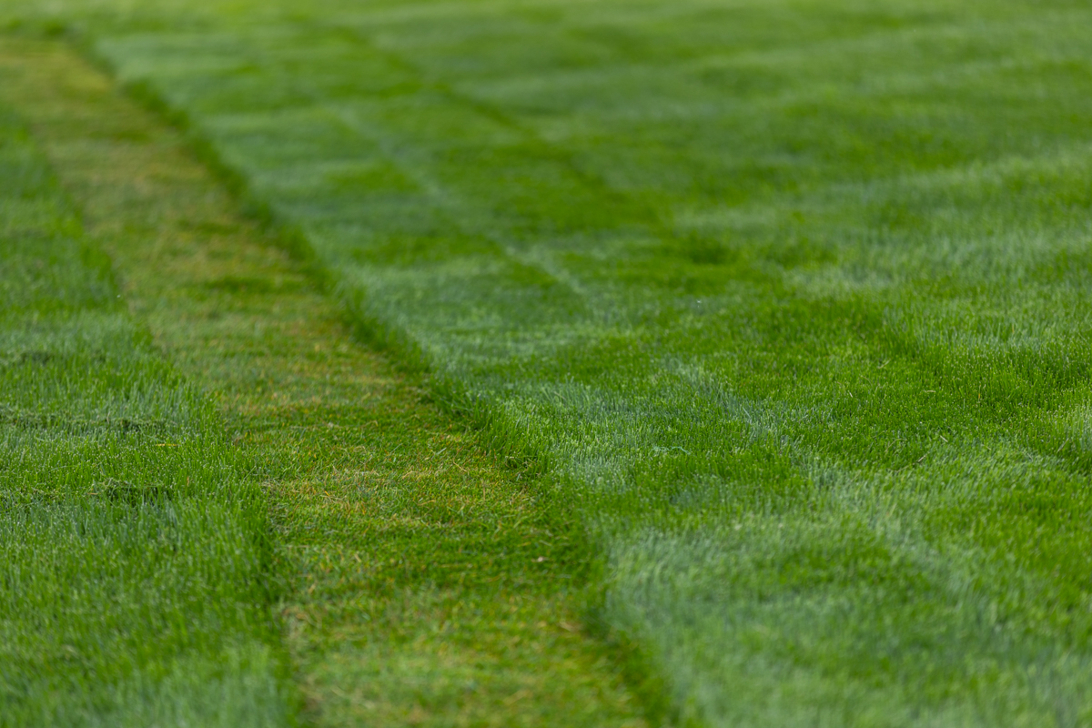 Tall grass beside a freshly mowed stripe, showing the difference in height