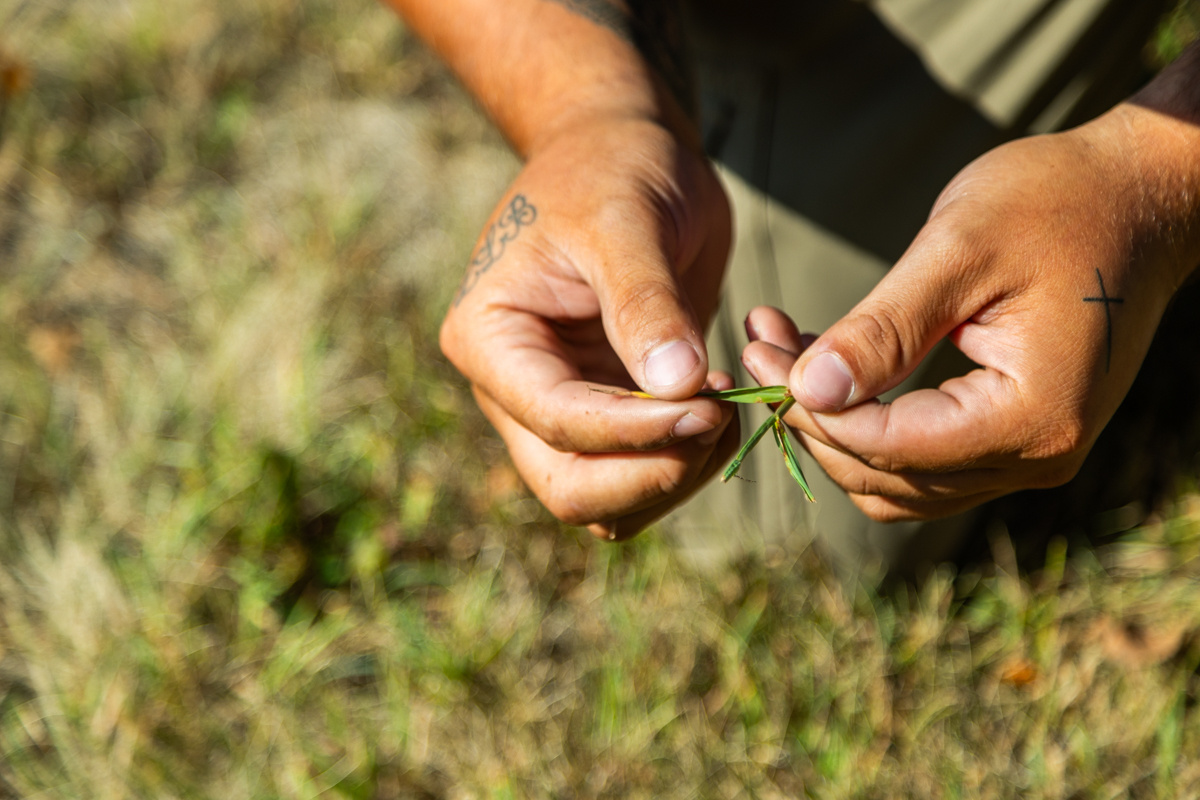 Close-up of fingers inspecting a grass blade above a patchy lawn