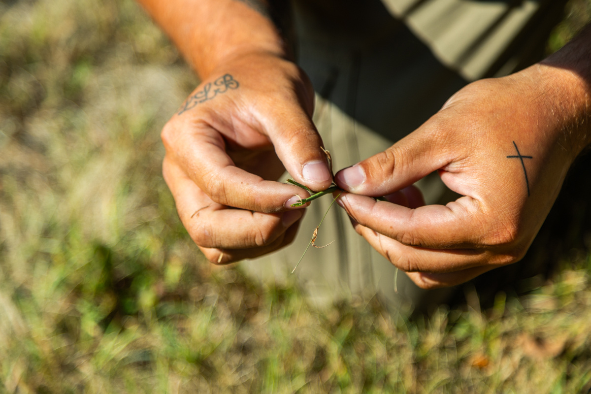 Technician's hands examining a single grass blade pulled from a struggling lawn