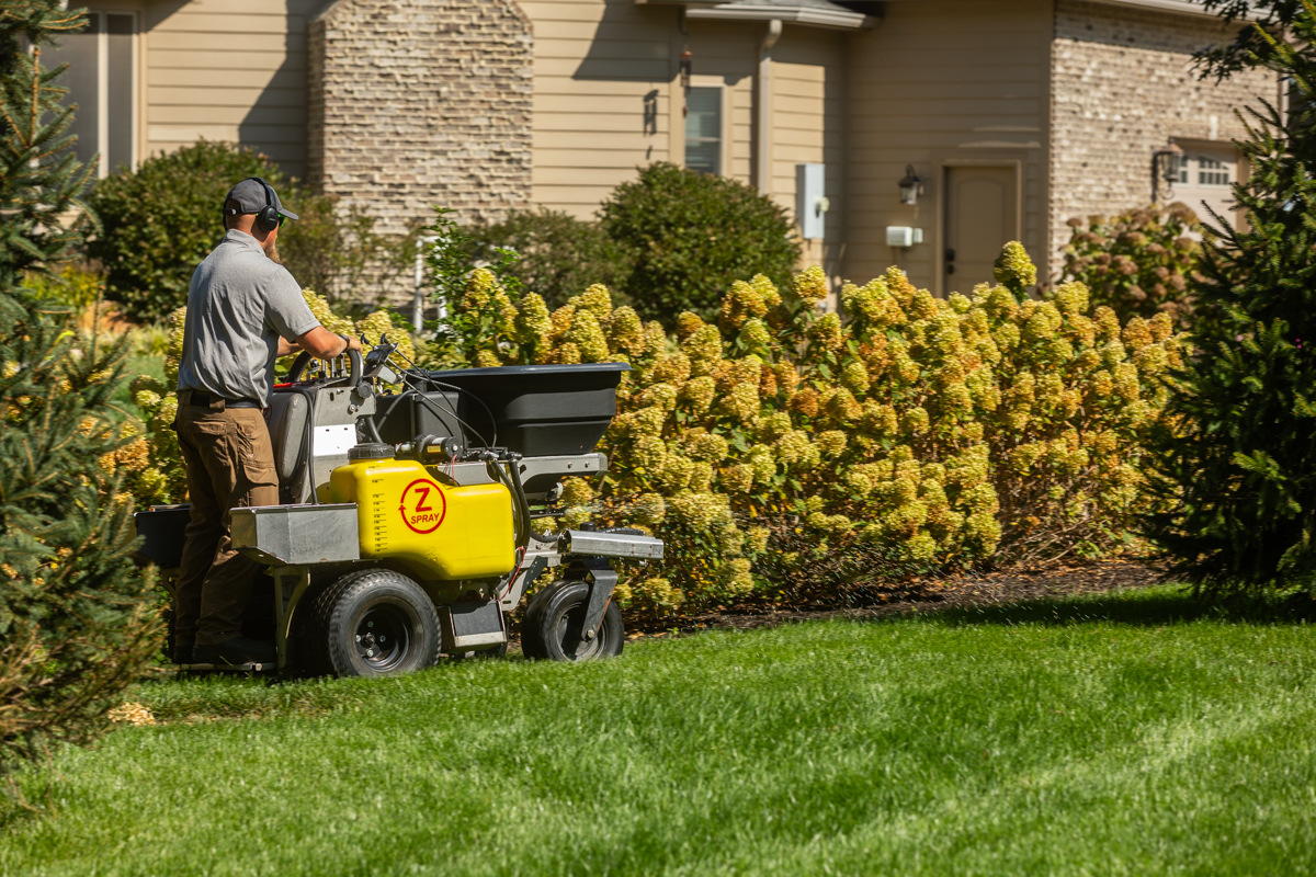 Technician on a ride-on spreader applying granular fertilizer beside blooming hydrangeas