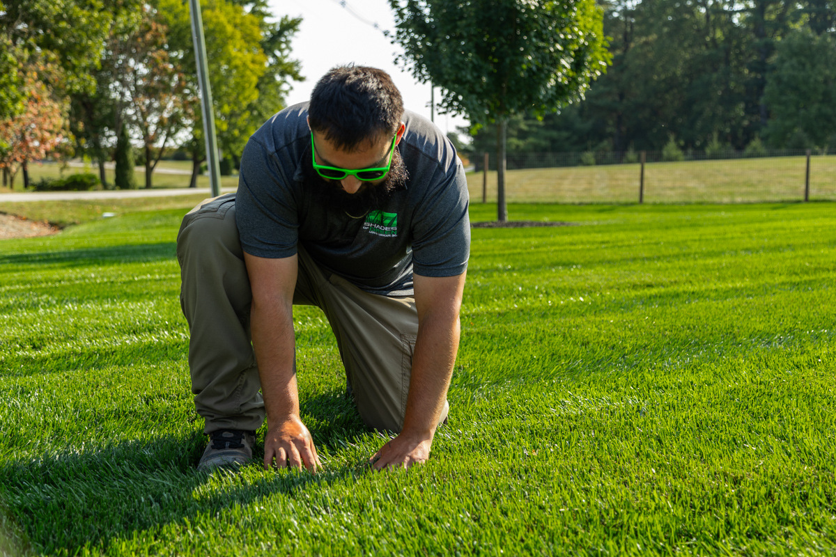 Technician kneeling to run fingers through thick green grass