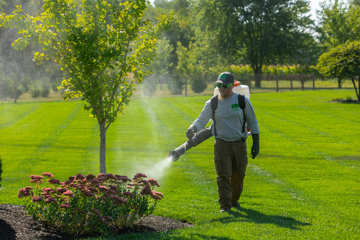 Technician with a backpack mister fogging a flower bed and young tree for mosquitoes