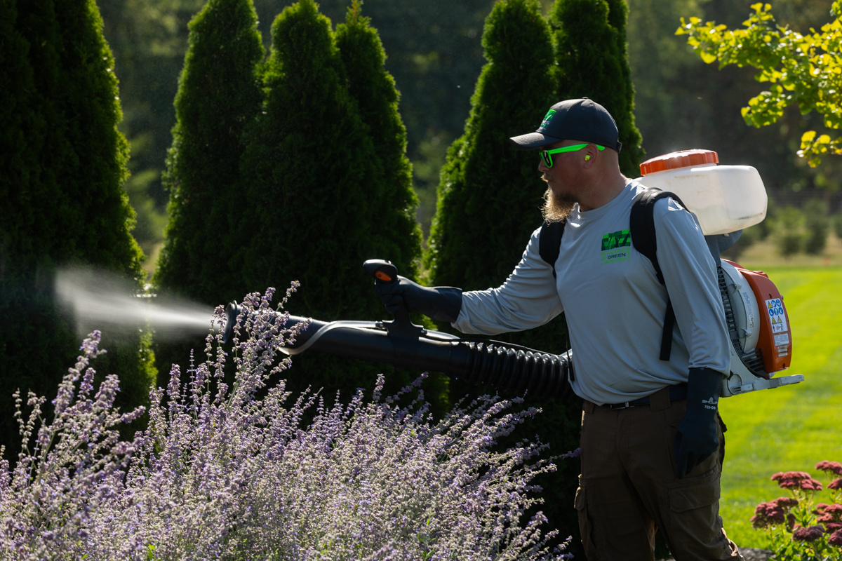 Technician misting arborvitae and lavender with a backpack mist blower