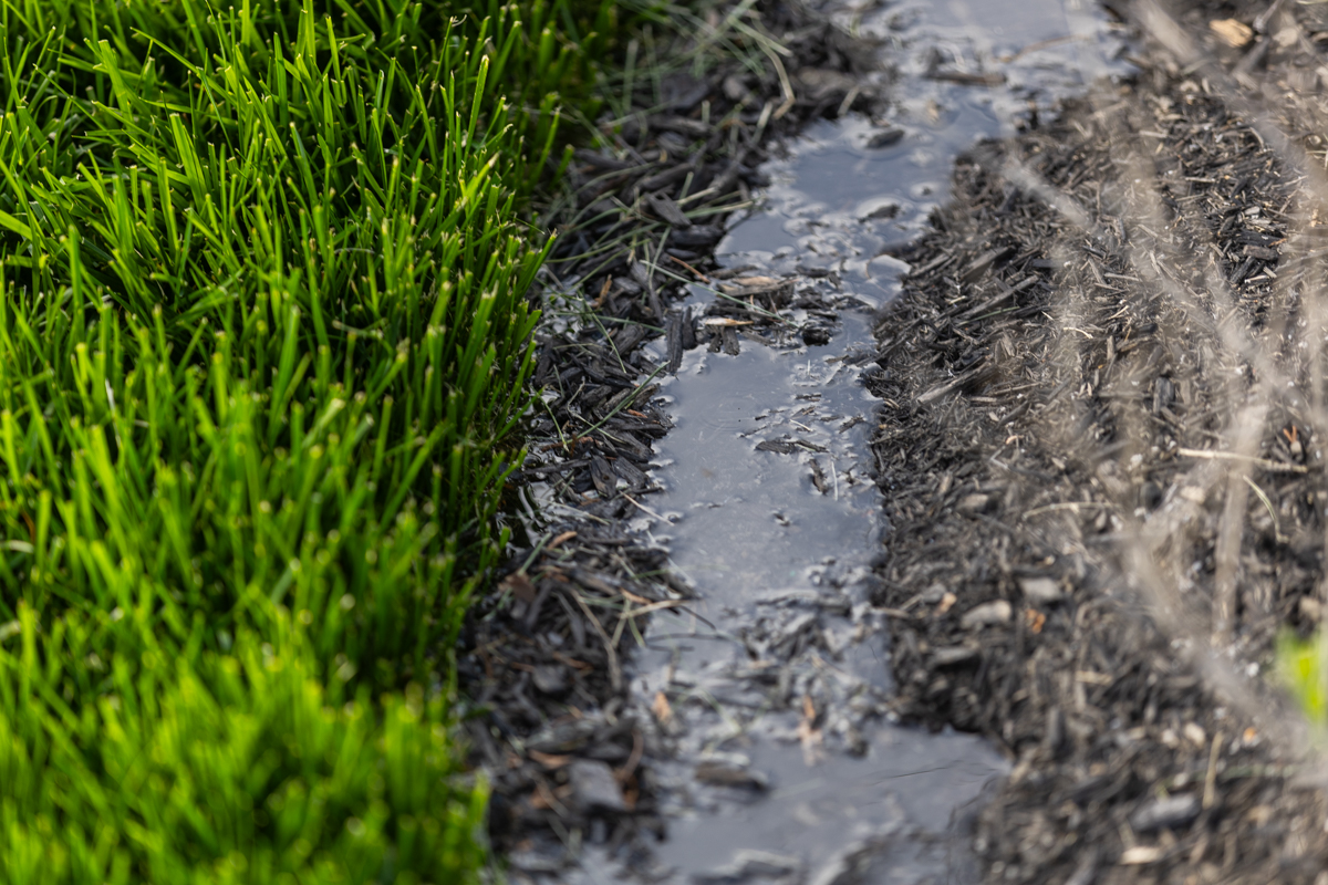 Standing water pooled in a mulch bed beside thick grass