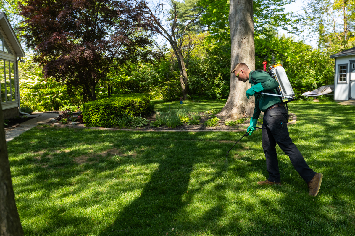 Technician spot-spraying weeds across a tree-shaded backyard lawn