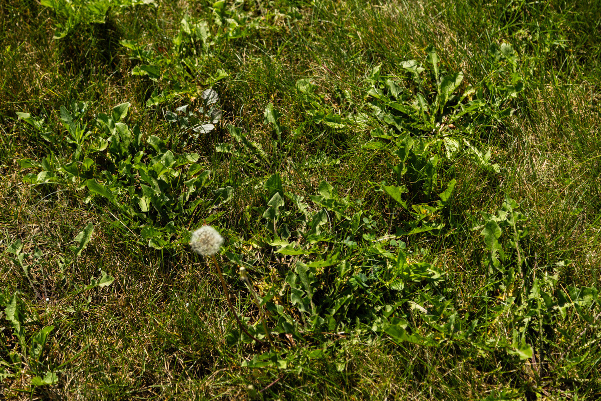 Dandelions and broadleaf weeds spreading through a lawn