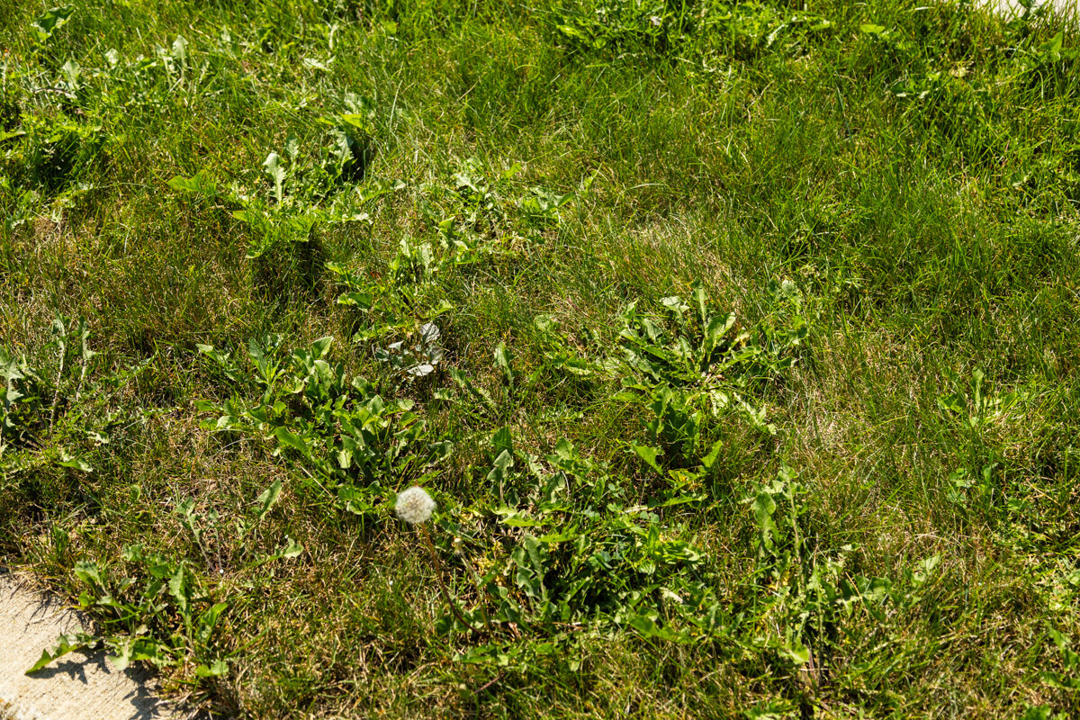 Dandelions and weeds taking over a lawn along a sidewalk