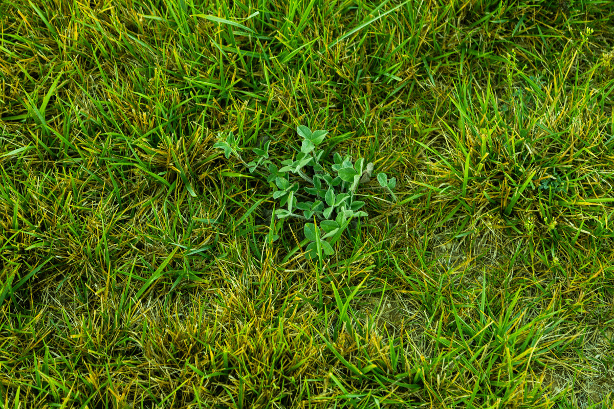 A single broadleaf weed growing in the middle of green grass