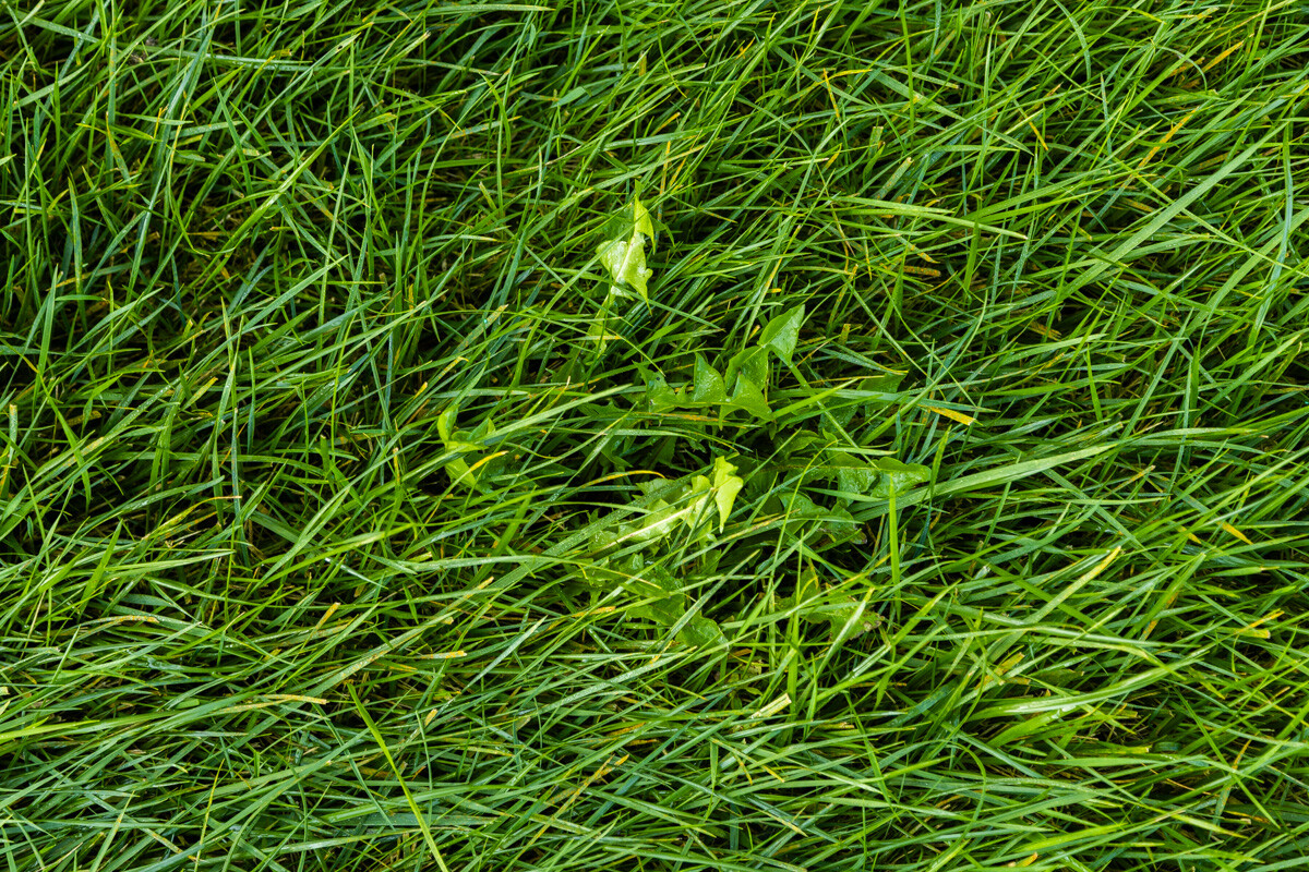 Small weed sprouting among long blades of grass