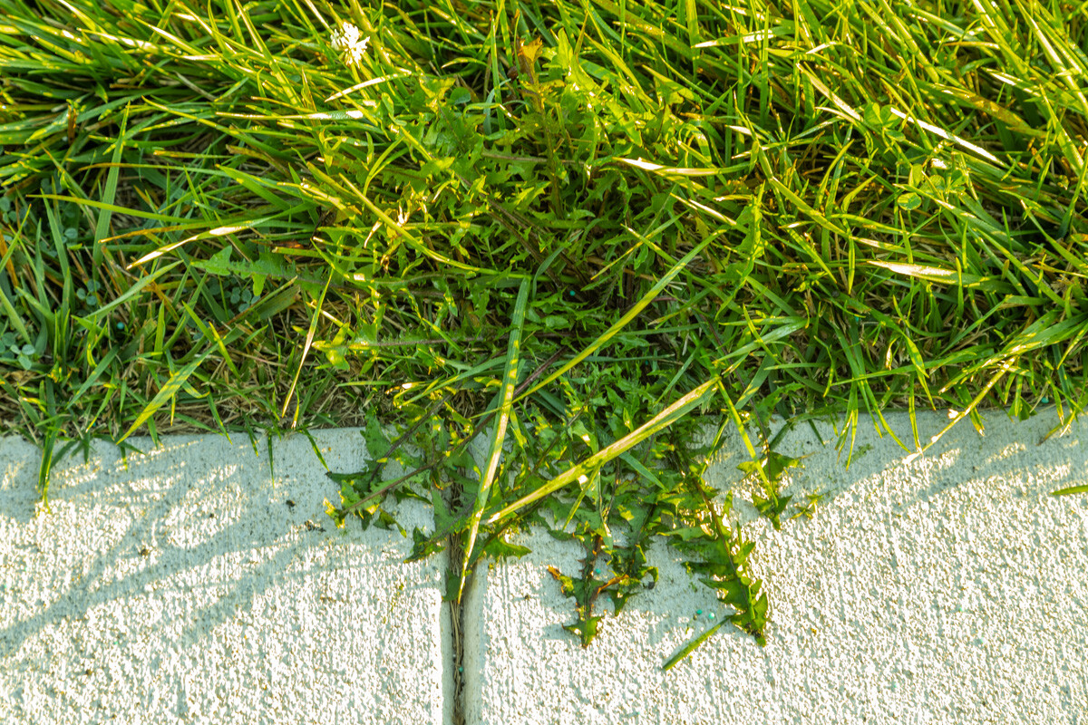 Weeds creeping into the grass along a sidewalk edge