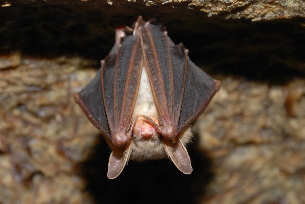 Big brown bat, the species found in most South Jersey attic colonies