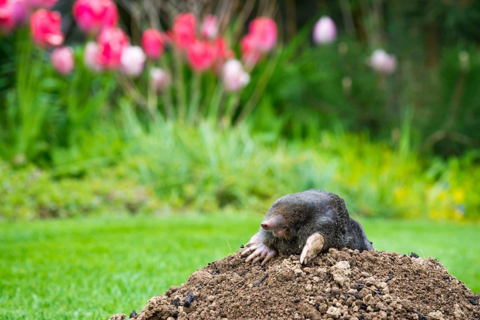 Eastern mole, the tunneling insectivore behind raised ridges in South Jersey lawns