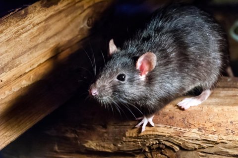 Norway rat, the burrowing rat species found around South Jersey foundations