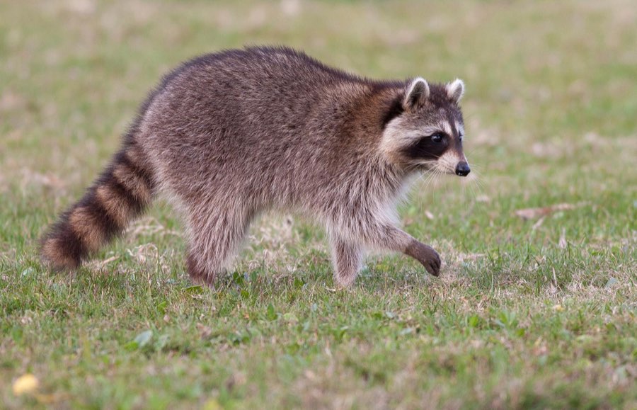 Adult raccoon walking, the most common large attic invader in South Jersey