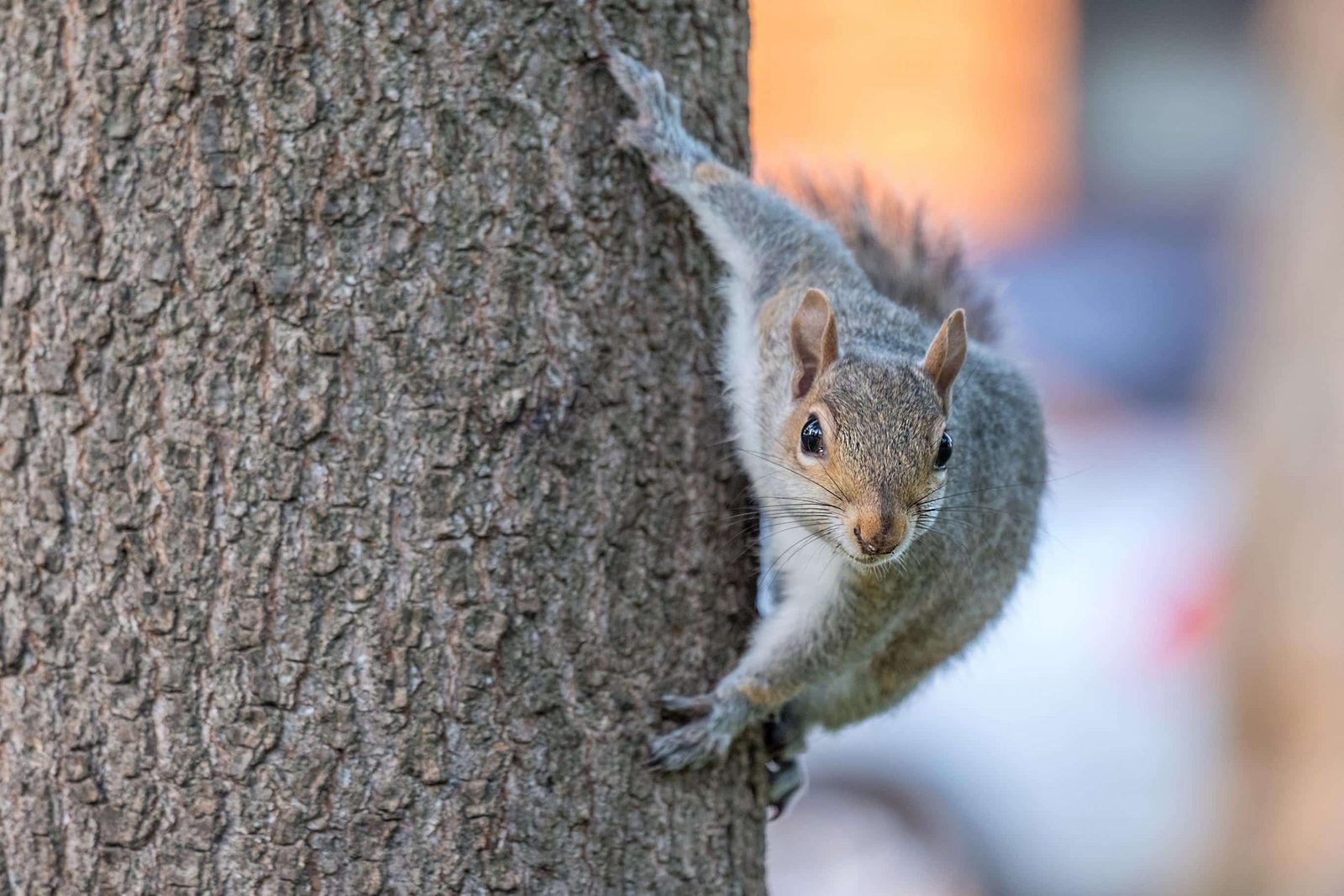 Southern flying squirrel on a tree trunk near a South Jersey home
