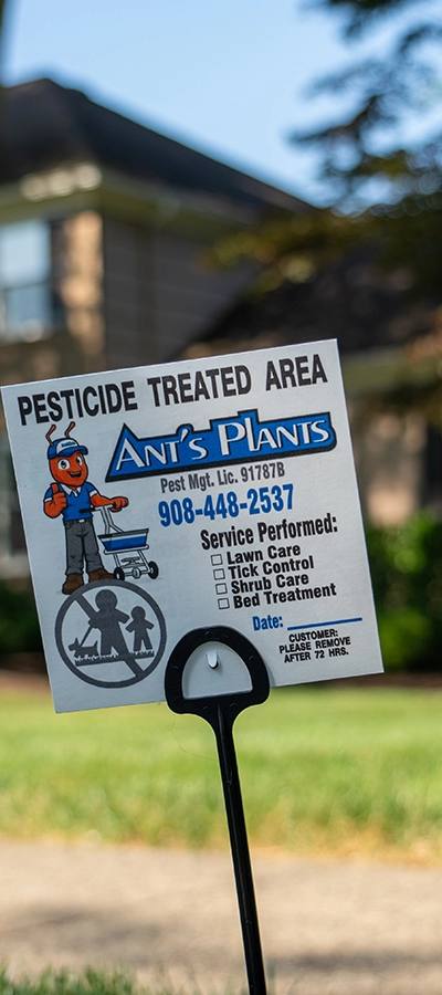 Grub Control – Ant's Plants